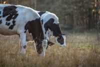 foto 2 koeien